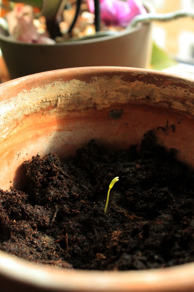 A seedling of a chili plant sprouting in a pot